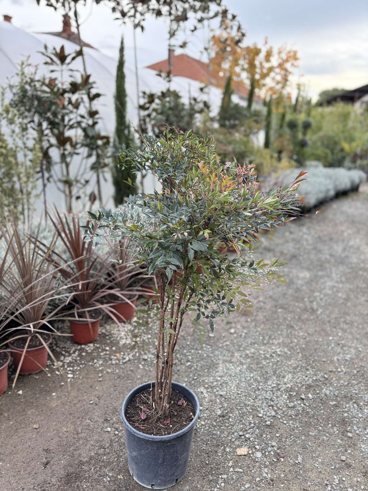 Nandina